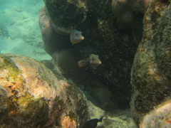Canthigaster solandri