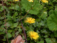 Doronicum × excelsum