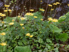 Doronicum × excelsum