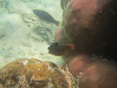 Canthigaster solandri