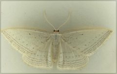 Orthoclydon praefectata