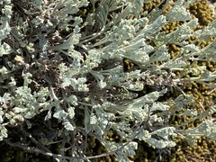 Artemisia fragrans