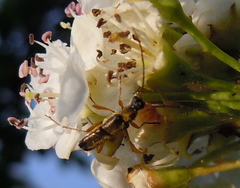 Grammoptera ustulata