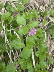Rubus arcticus