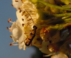 Grammoptera ustulata