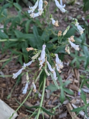 Penstemon oklahomensis