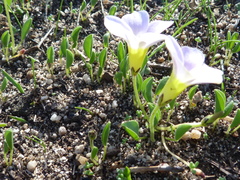 Oxalis monophylla monophylla