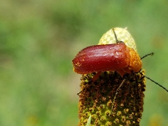 Zonitis perforata
