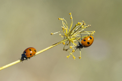 Coccinella septempunctata