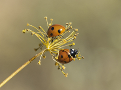 Coccinella septempunctata