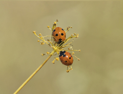 Coccinella septempunctata