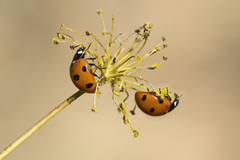 Coccinella septempunctata