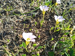 Oxalis monophylla monophylla