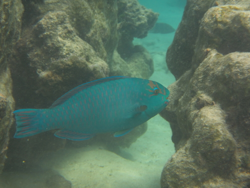 Chlorurus frontalis
