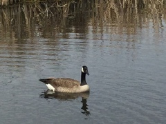 Branta canadensis