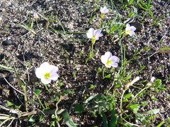 Oxalis monophylla monophylla