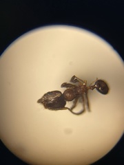 Pheidole soritis
