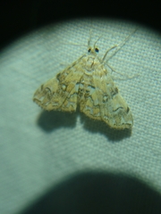 Elophila faulalis