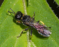 Ectemnius ruficornis
