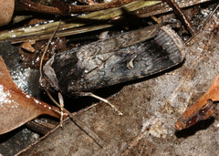 Proteuxoa restituta