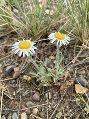 Erigeron pumilus