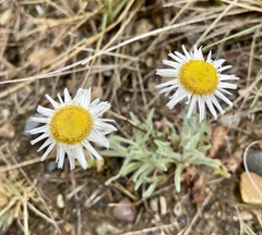 Erigeron pumilus