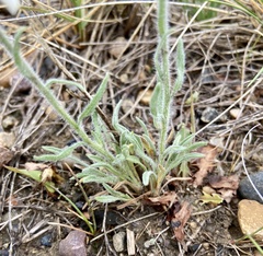 Erigeron pumilus