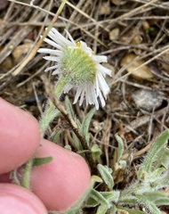 Erigeron pumilus