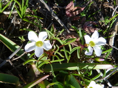 Oxalis pusilla