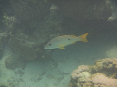 Lutjanus monostigma
