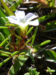 Oxalis pusilla