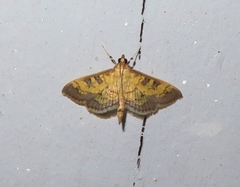 Diacme elealis