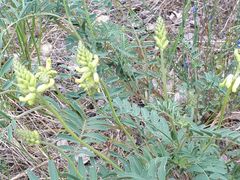 Astragalus collinus