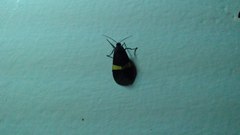 Aclytia