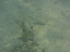 Valenciennea strigata