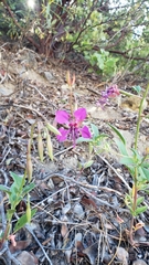 Clarkia mildrediae mildrediae