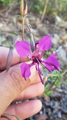 Clarkia mildrediae mildrediae