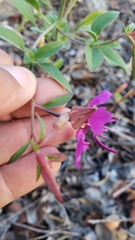 Clarkia mildrediae mildrediae