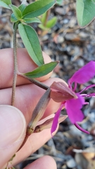 Clarkia mildrediae mildrediae
