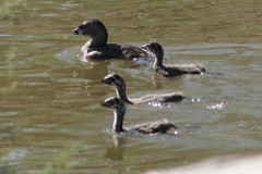 Podilymbus podiceps