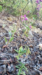 Clarkia mildrediae mildrediae