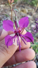 Clarkia mildrediae mildrediae