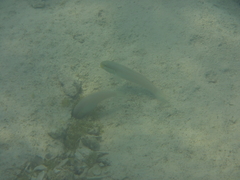 Valenciennea strigata