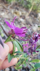 Clarkia mildrediae mildrediae