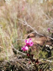 Erica daphniflora