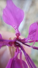 Clarkia mildrediae mildrediae