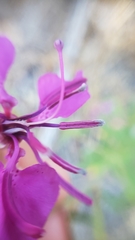 Clarkia mildrediae mildrediae