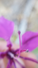 Clarkia mildrediae mildrediae