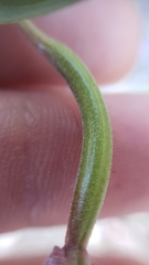 Clarkia mildrediae mildrediae