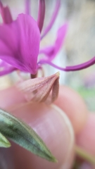 Clarkia mildrediae mildrediae